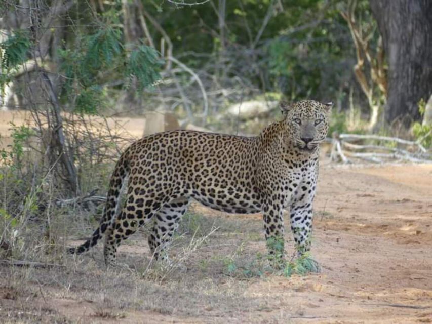 Yala National Park Sharing Safari (5 Hours) - Private 4WD Jeep & Expert Guide