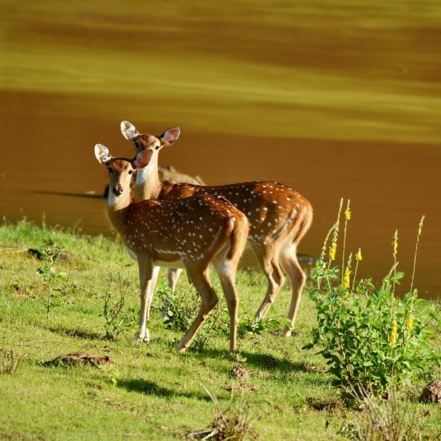 Yala National Park Wildlife Safari From Galle - Return Details and Biodiversity in Yala