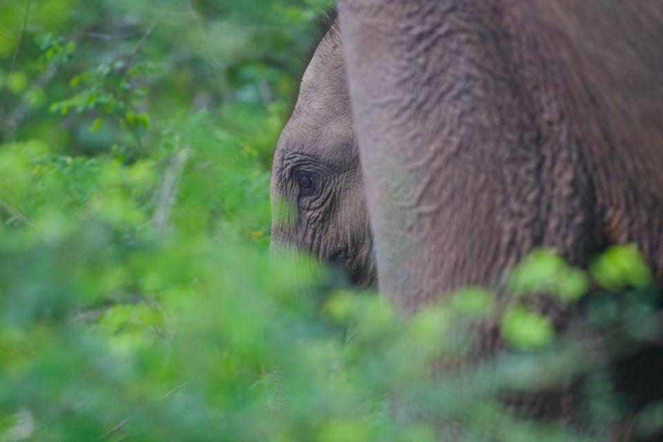 Yala National Park Wildlife Safari From Hambantota - Return Options for Visitors