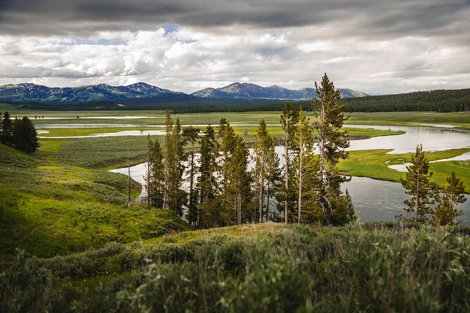 Yellowstone National Park Tour From Jackson Hole - Feedback on Areas for Improvement