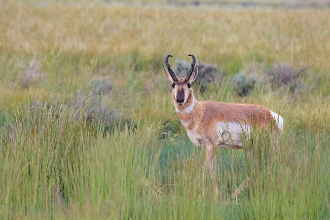 Yellowstone Wildlife Safari From Bozeman - Private Tour - Booking Process