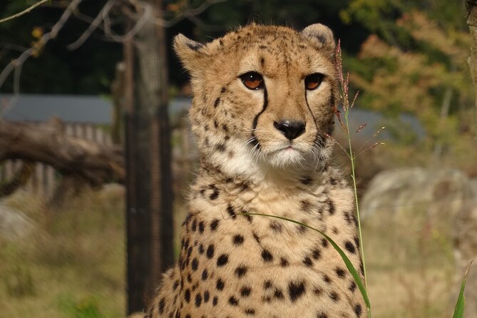 Yokohama Zoo Zoorasia Admission Ticket - Weather Policy