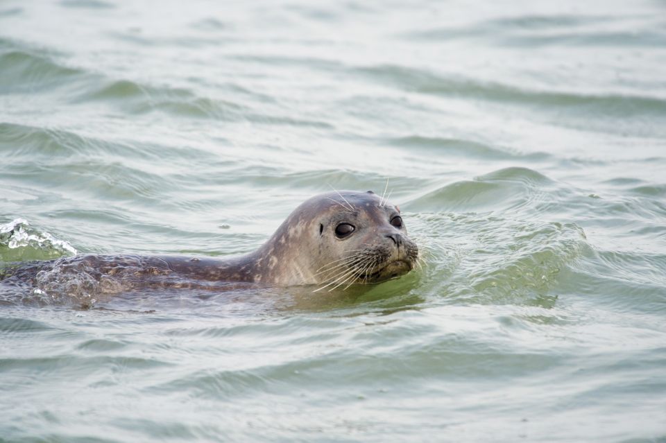 Zeebrugge: Seal Watching Boat Tour With Glass of Champagne - Payment Options