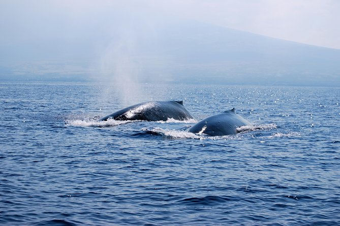 Zodiac Raft Whale Watching Adventure - Customer Reviews and Feedback