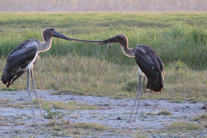 1 Day Corroboree Billabong Wetland Experience Including 2.5 Hour Cruise Lunch - Indigenous Information Centre Visit