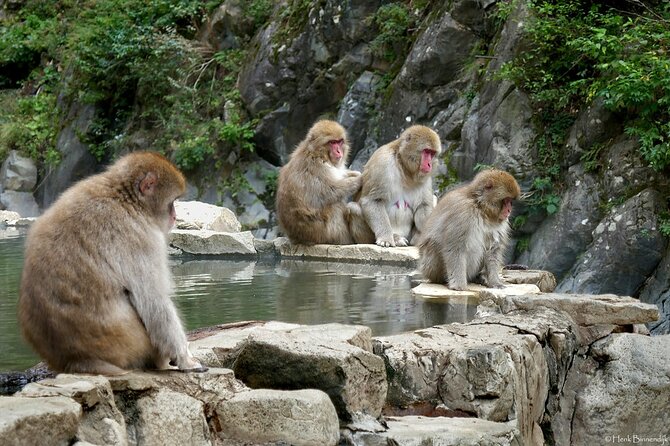 1-Day Private Snow Monkey ZenkoJi Temple & SakeTasting NaganoTour - Last Words