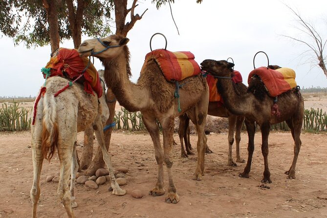 1-Hour Camel Ride and 1-Hour Quad Bike Ride in Marrakech. - Additional Highlights