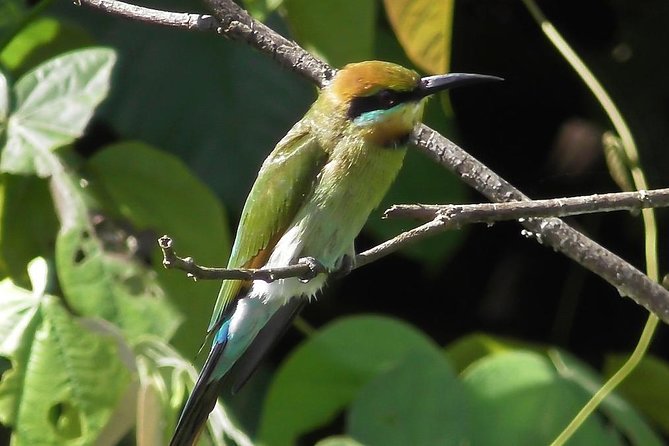 1-Hour Daintree River Wildlife Cruise - Common questions