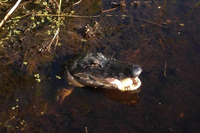 1-Hour Evening Airboat Ride - Last Words