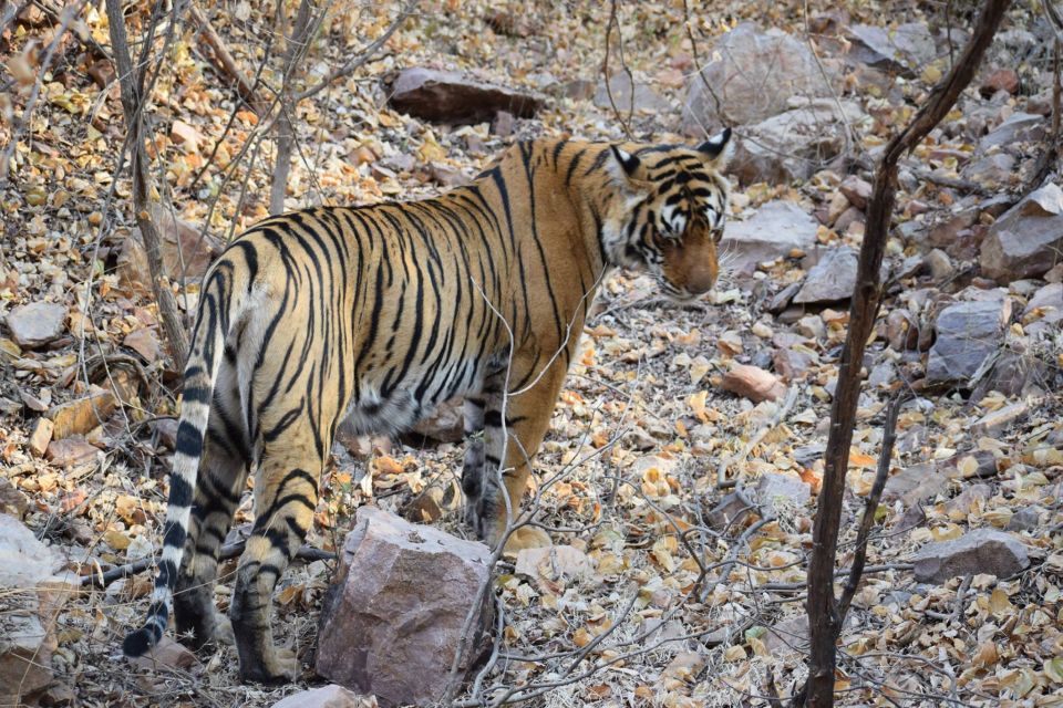 1 Night 2 Days Ranthambhore WildLife Tour From Jaipur - Wildlife Tour Details and Payment