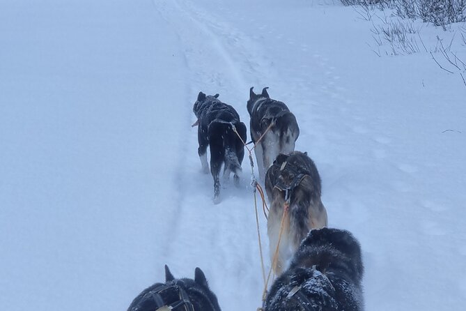 2 Day Overnight Cabin at the Kennel With Dog Sledding in Alta - Common questions