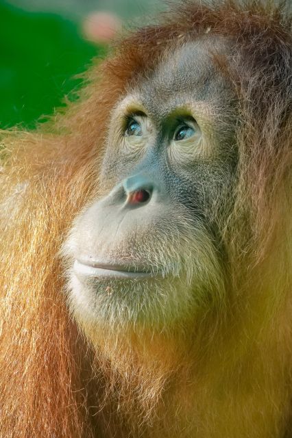 2 Days Expedition From Bukit Lawang: Connect With Nature - Inclusions and Expenses Covered