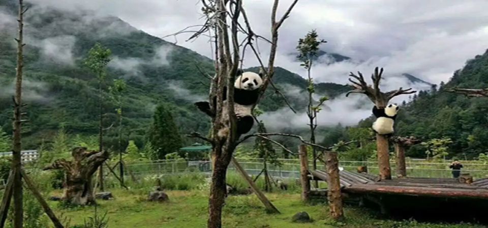 2 Days Mt. Siguniangwolong Panda Tour From Chengdu - Common questions