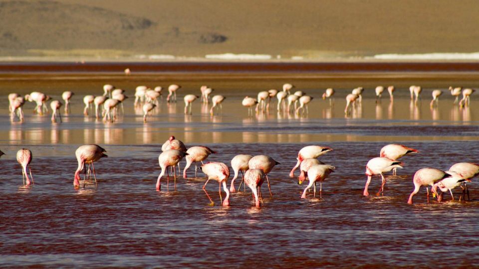 2-Days Private Roundtrip From Chile to Uyuni Salt Flats - Common questions