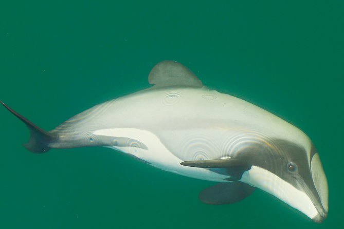 2 Hour Dolphin Viewing Eco-Tour From Picton - Wildlife Identification