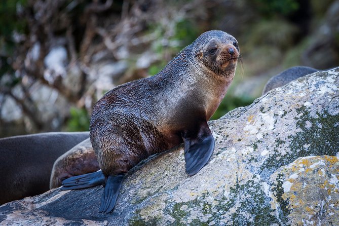 2-Hour Milford Sound Scenic Cruise - Recommendations and Suggestions