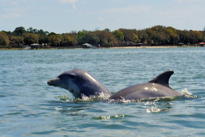 2-Hour Private Hilton Head Dolphin Watching Cruise - Last Words