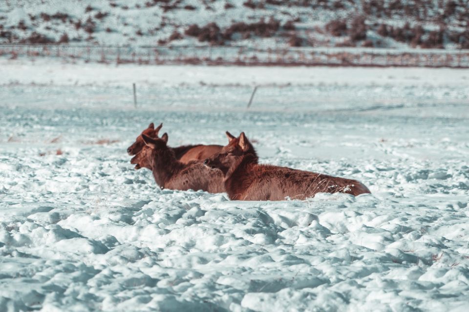 4-Day Winter Yellowstone Tour - Location Highlights