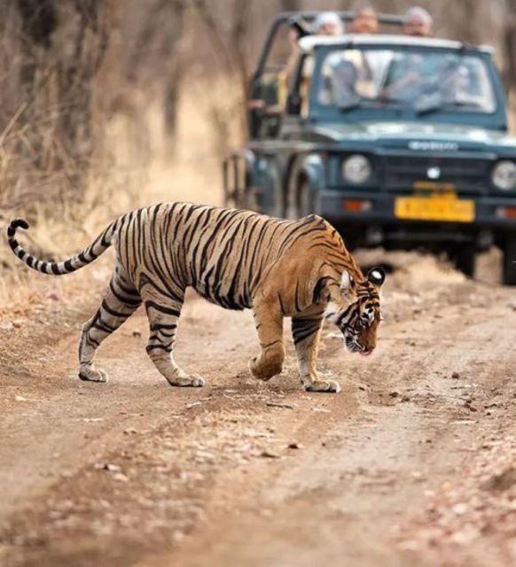 5 Days Delhi Agra Jaipur Private Tour With Leopard Safari - Additional Information