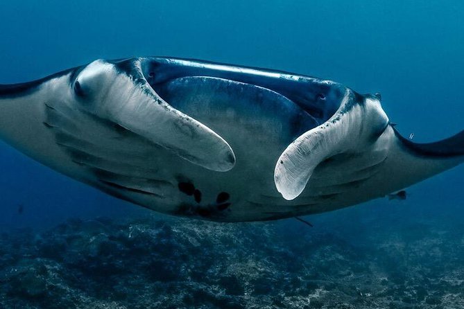 5 Fun Dives in Nusa Lembongan (For Certified Divers) - Swim With a Mola Mola - Last Words