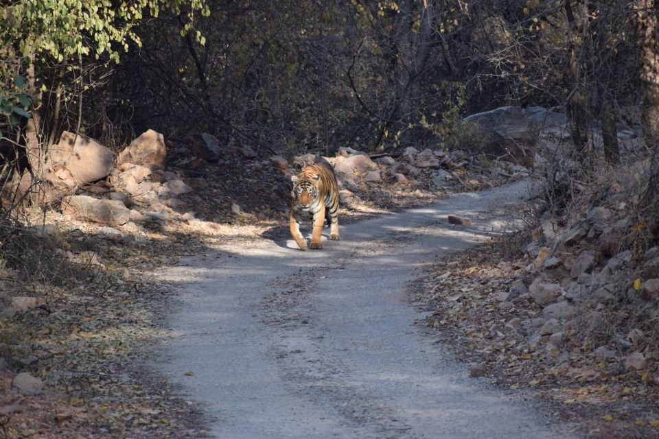 6 Days Golden Triangle India Tour With Ranthambore - Last Words