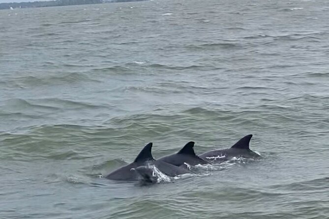 90-Minute Private Dolphin Tour in Hilton Head Island - Captain Marks Expertise