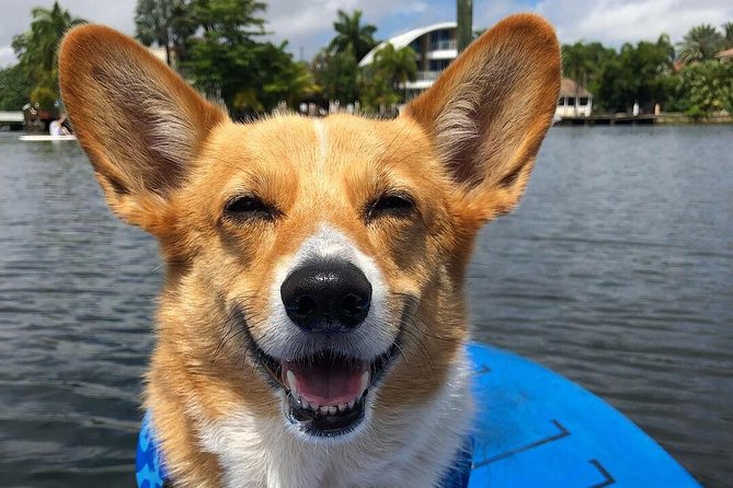 90-Minute SUP Tour of Las Olas Canals With a Doggy Guide  - Fort Lauderdale - Common questions