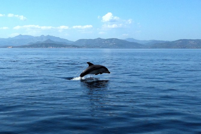 A Half-Day Dolphin-Spotting Cruise in a Rubber Dinghy  - Sardinia - Assistance and Operational Details