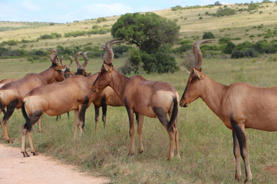 Addo Elephant National Park Game Drive Day Tour With Lunch - Last Words