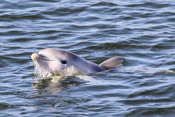 Adelaide Dolphin Sanctuary and Ships Graveyard Kayak Tour - Common questions