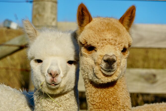 Admission Ticket to an Alpaca Farm, Akaroa (Mar ) - Weather-Dependent Experience Considerations