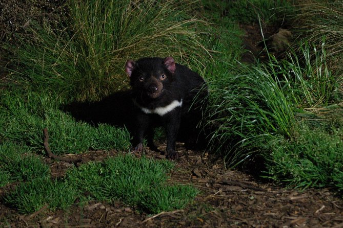 After Dark Tasmanian Devil Feeding Tour at Cradle Mountain - Common questions
