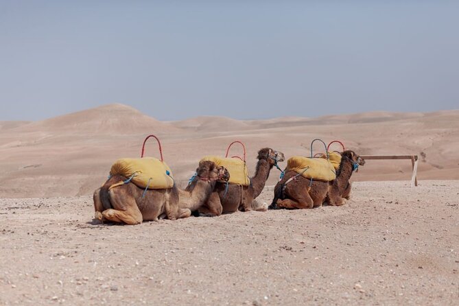 Agafay Desert Package, Quad Bike, Camel Ride and Dinner Show - Last Words
