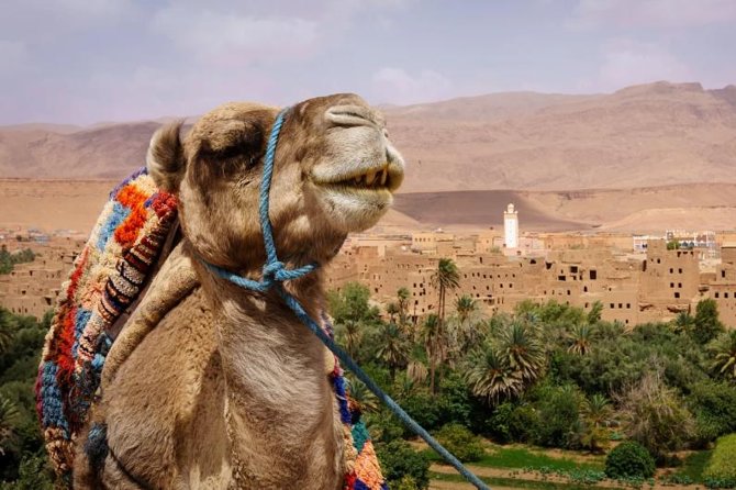 Ait Ben Haddou and Ouarzazate Day Trip - Common questions