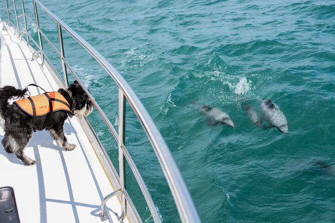 Akaroa Dolphins 〜 Harbour Nature Cruise - Meeting Point and Check-In