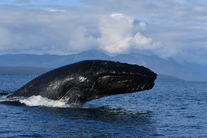 Alaska Whale-Watching Cruise With Live Drone Footage  - Hoonah - Recommendations and Benefits