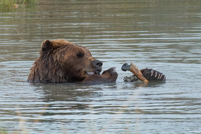 Alaska Wildlife Day Tour With Free Hotel Pickup - Common questions