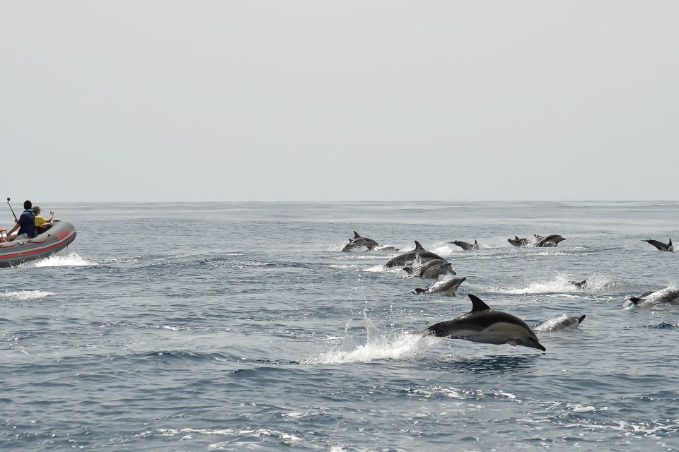 Albufeira: Dolphin Watching and Benagil Cave Boat Cruise - Access to Benagil Caves