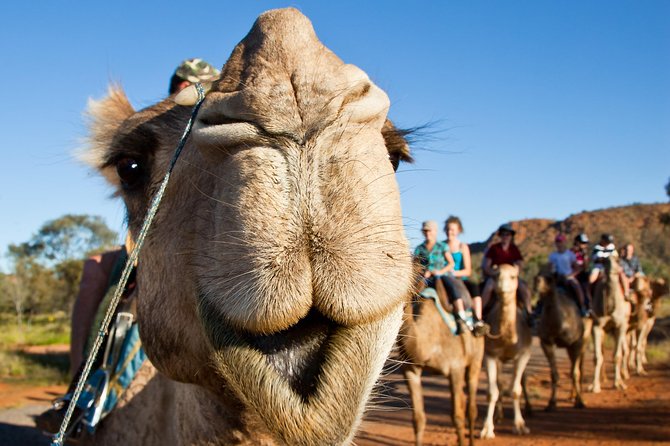 Alice Springs Camel Tour - Last Words