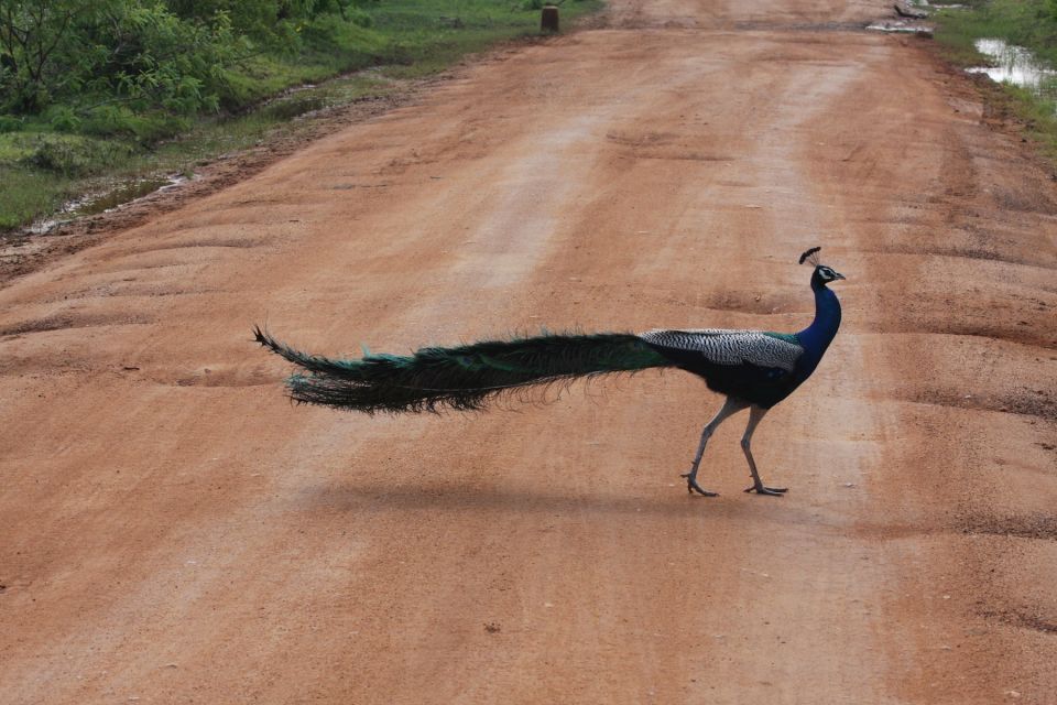 All-Inclusive Morning Game Drive at Bundala National Park - Directions