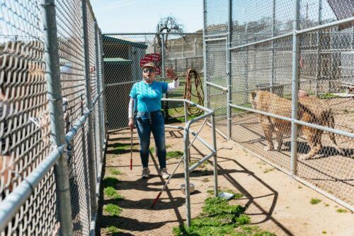 Alpine: Lions Tigers & Bears Sanctuary Visit and Feeding - Scheduling and Availability