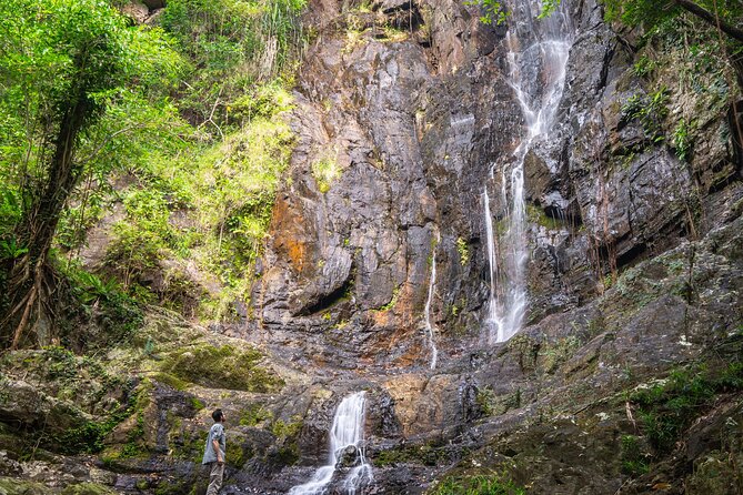 Amazing Daintree Rainforest Tour Waterfall Hike, Lunch, Swim & Crocodile Cruise - Booking and Cost Information