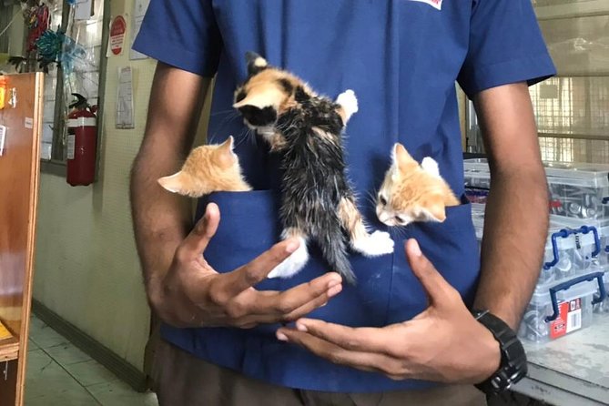 Animals Fiji Nadi Clinic Visit  - Viti Levu - Last Words