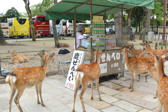 Arashiyama & Yasaka Shrine & Nara & Todaiji Day Trip From Osaka - Common questions