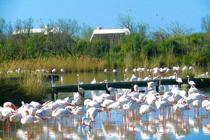 Arles and Camargue Small-Group Half-Day Tour From Avignon - Last Words