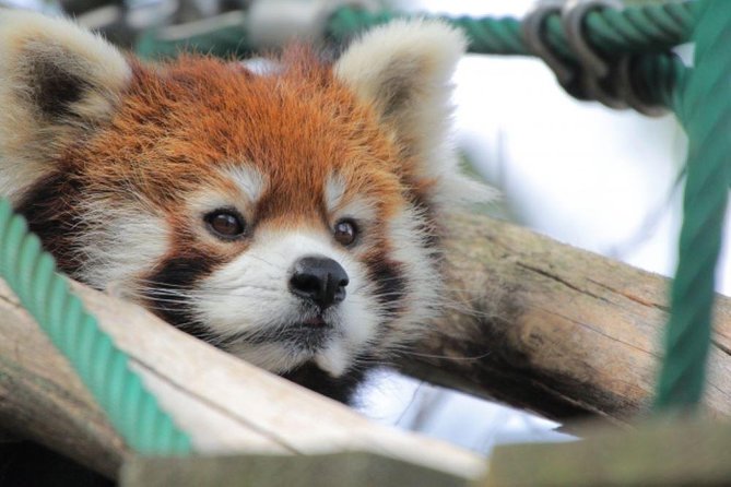 Asahiyama Zoo, Fascinating Aoi-Ike Light Up and Shirohige Falls in Winter! - Winter Magic in Hokkaidos Nature