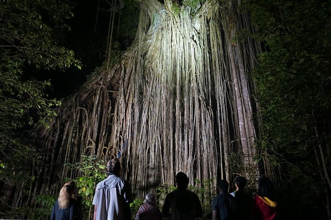 Atherton Tablelands Rain Forest by Night From Cairns - Wildlife Viewing Highlights