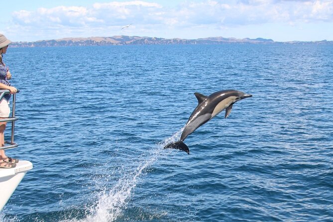 Auckland Dolphin and Whale Watching Eco-Safari Cruise - Guide Expertise