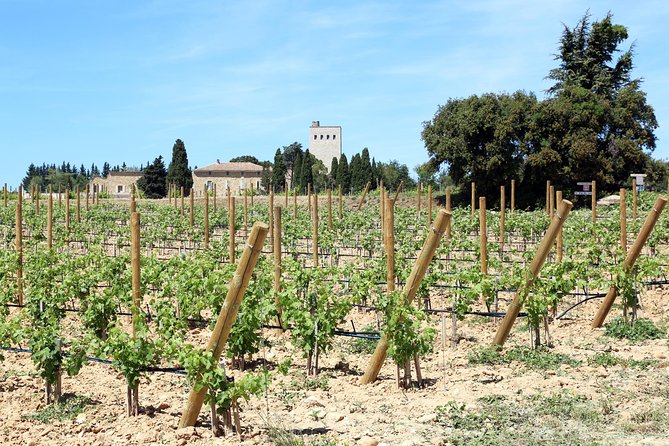 Avignons History, Local Culture & the Wines of Châteauneuf Du Pape Private Tour - Transparent Cancellation Policy