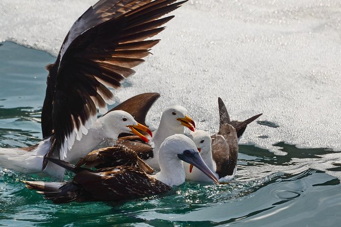 Ballestas Islands and Paracas Reserve From San Martin Port - Common questions